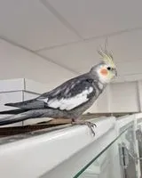 EMERGENCY: Bird found in Sorgues