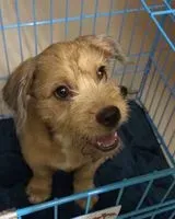 Dog found in Bengaluru