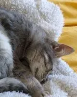 URGENCIA: Gato perdido(a) en Aigrefeuille-sur-Maine