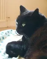 Cat lost in Clisson