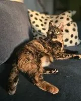 Cat lost in Montpellier
