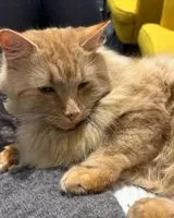 URGENCIA: Gato perdido(a) en La Bernerie-en-Retz