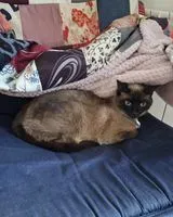 Gatto smarrito(a) a Maisdon-sur-Sèvre
