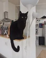 Gatto smarrito(a) a Montpellier
