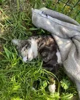 URGÊNCIA: Gato encontrado(a) em L'Époids