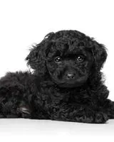 Hund in Little Rock verloren