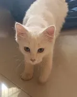 Cat found in Bengaluru