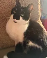 URGÊNCIA: Gato perdido(a) em Montaigu-Vendée