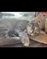 URGENCIA: Gato perdido(a) en Pieusse