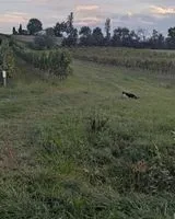 URGENZA: Gatto avvistato(a) a Gensac