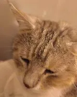 URGENZA: Gatto smarrito(a) a Neuvicq