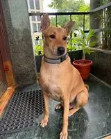 Hund in Bengaluru verloren