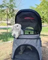 Rodent lost in Marseille