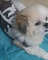 Dog lost in São Paulo