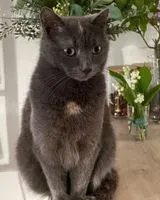 URGENCE : Chat perdu(e) à Saint-Martin-de-May