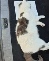 NOTFALL: Katze in Corsept gefunden