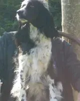 URGENCE : Chien perdu(e) à Paris