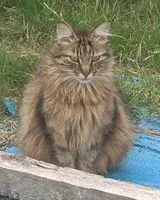 NOTFALL: Katze in Challans verloren