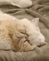 URGENCE : Chat perdu(e) à Saint-Médard-en-Jalles
