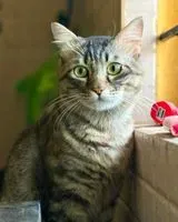 Cat lost in Bengaluru