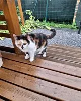 URGENCE : Chat trouvé(e) à Paris