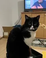 NOTFALL: Katze in Nantes verloren