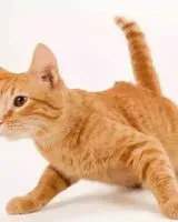 URGÊNCIA: Gato perdido(a) em Saint-Trivier-de-Courtes