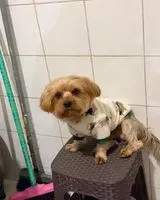 Dog lost in Belo Horizonte