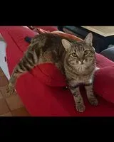 URGENCIA: Gato perdido(a) en Guîtres