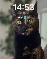 URGÊNCIA: Gato perdido(a) em Cugand-la-Bernardière
