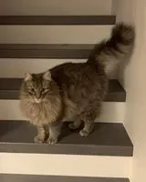 Chat perdu(e) à Nantes
