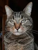 NOTFALL: Katze in Beautor verloren