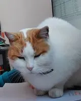 Katze in Montbert verloren