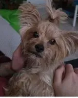 URGENCE : Chien perdu(e) à Mahíde