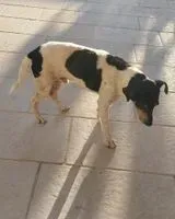 URGENCE : Chien trouvé(e) à Daux