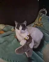 Gatto smarrito(a) a Notre Dame Doe