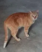 Katze in La Y Griega verloren