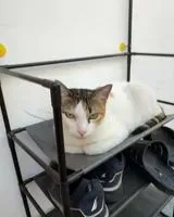 URGENZA: Gatto smarrito(a) a Quezon City