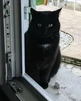 Cat lost in Parempuyre