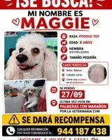 Dog lost in Los Olivos