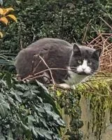 EMERGENCY: Cat found in Oudon