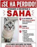 Gato perdido(a) en Zaragoza