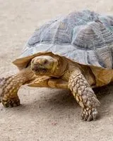 Reptile lost in Coutiches