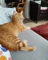 EMERGENCY: Cat found in Nantes