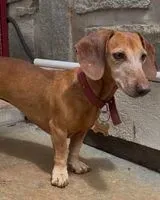 Perro perdido(a) en Doddaballapura