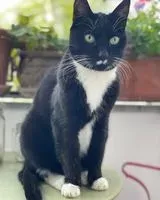 Chat perdu(e) à Berlin