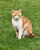 Cat found in Montaigu-Vendée