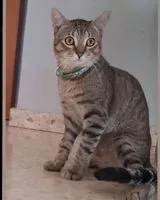 Katze in Paterna verloren