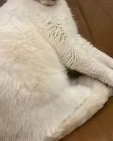 URGÊNCIA: Gato perdido(a) em Saint-Ciers-d'Abzac
