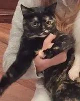 Chat perdu(e) à Rome